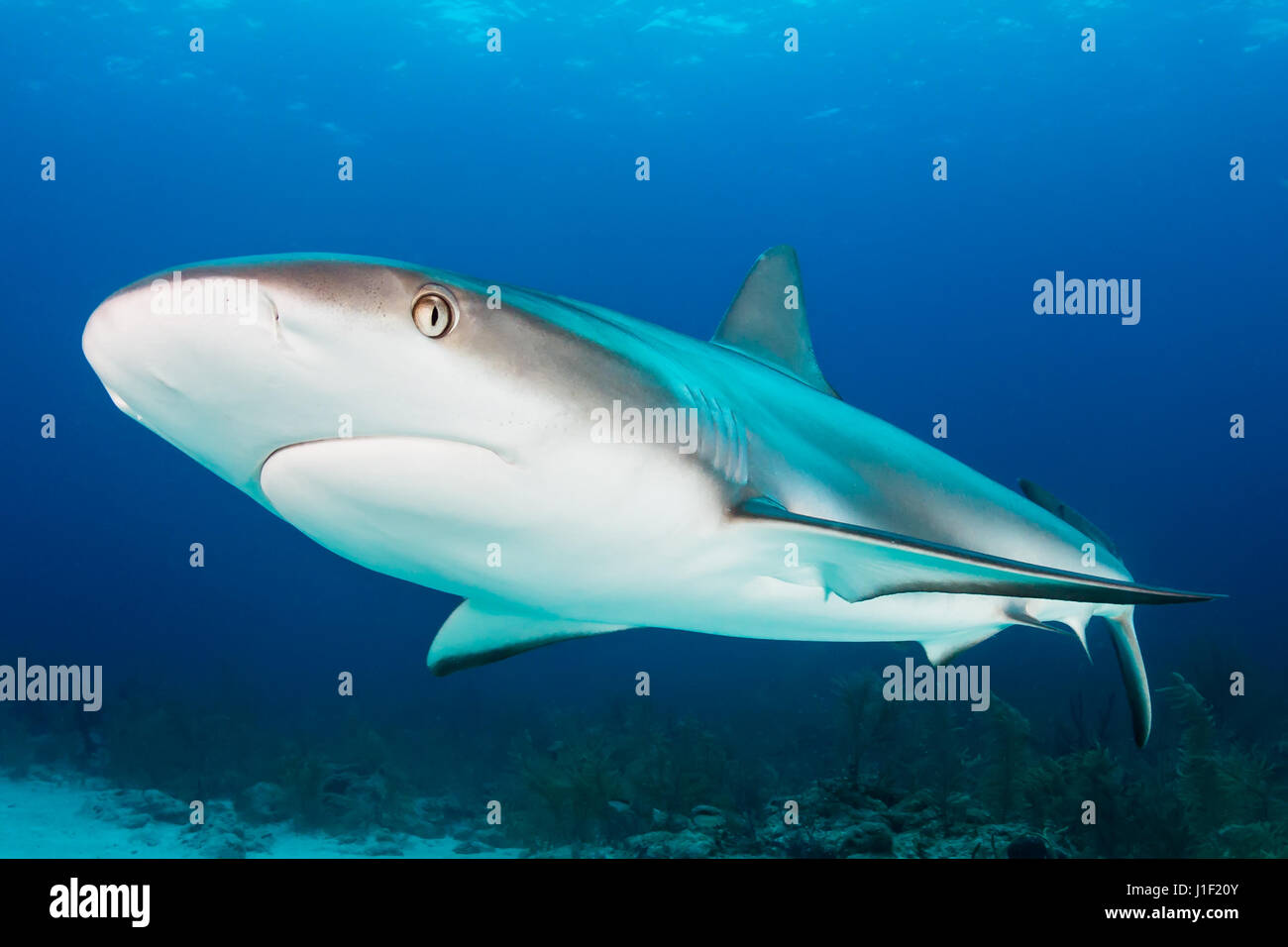 Caribbean Reef Shark la crociera su una scogliera Foto Stock