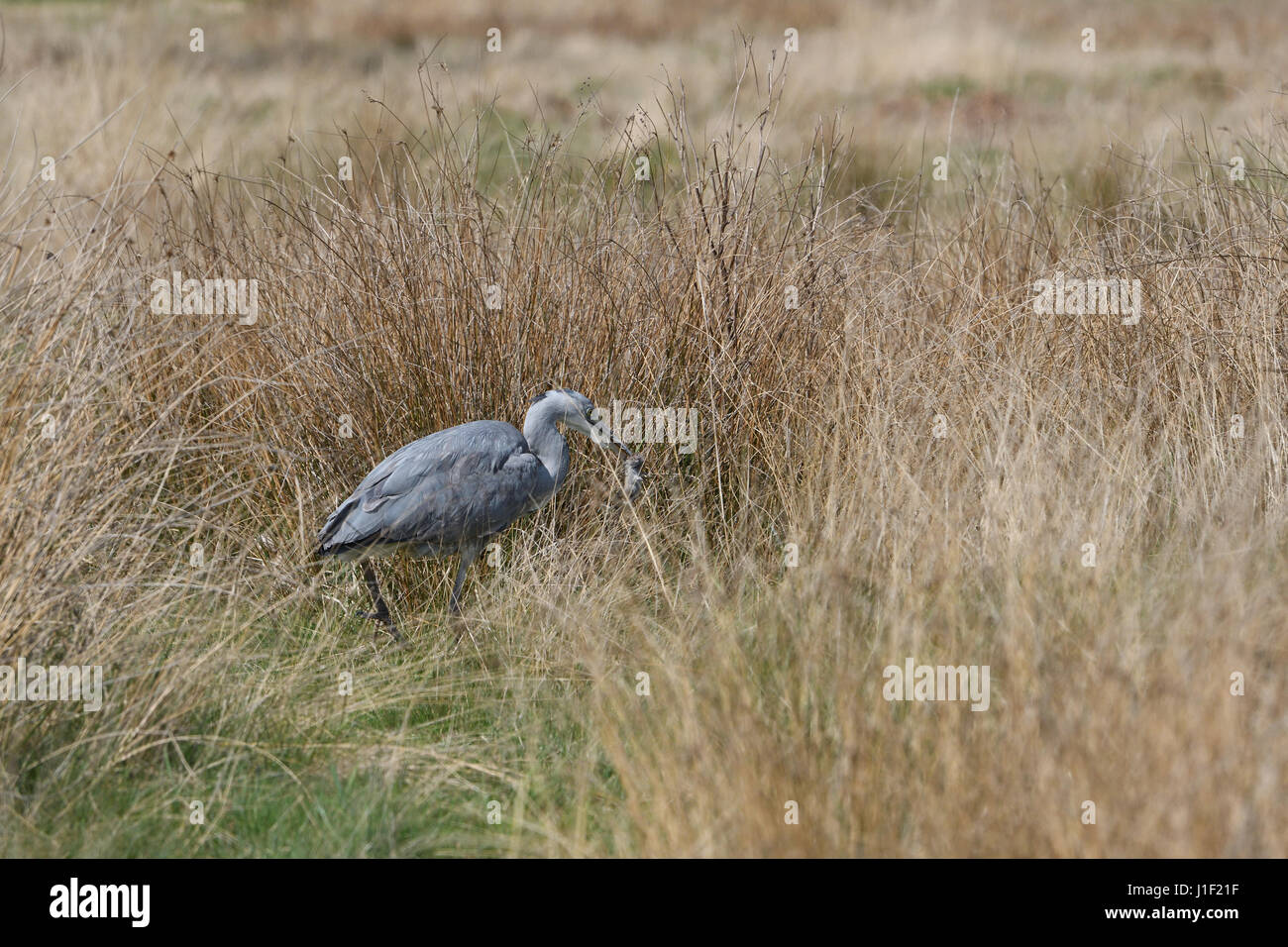 Giovani Heron stalking la cattura e mangiare un roditore (1 di 9 immagine set) Foto Stock