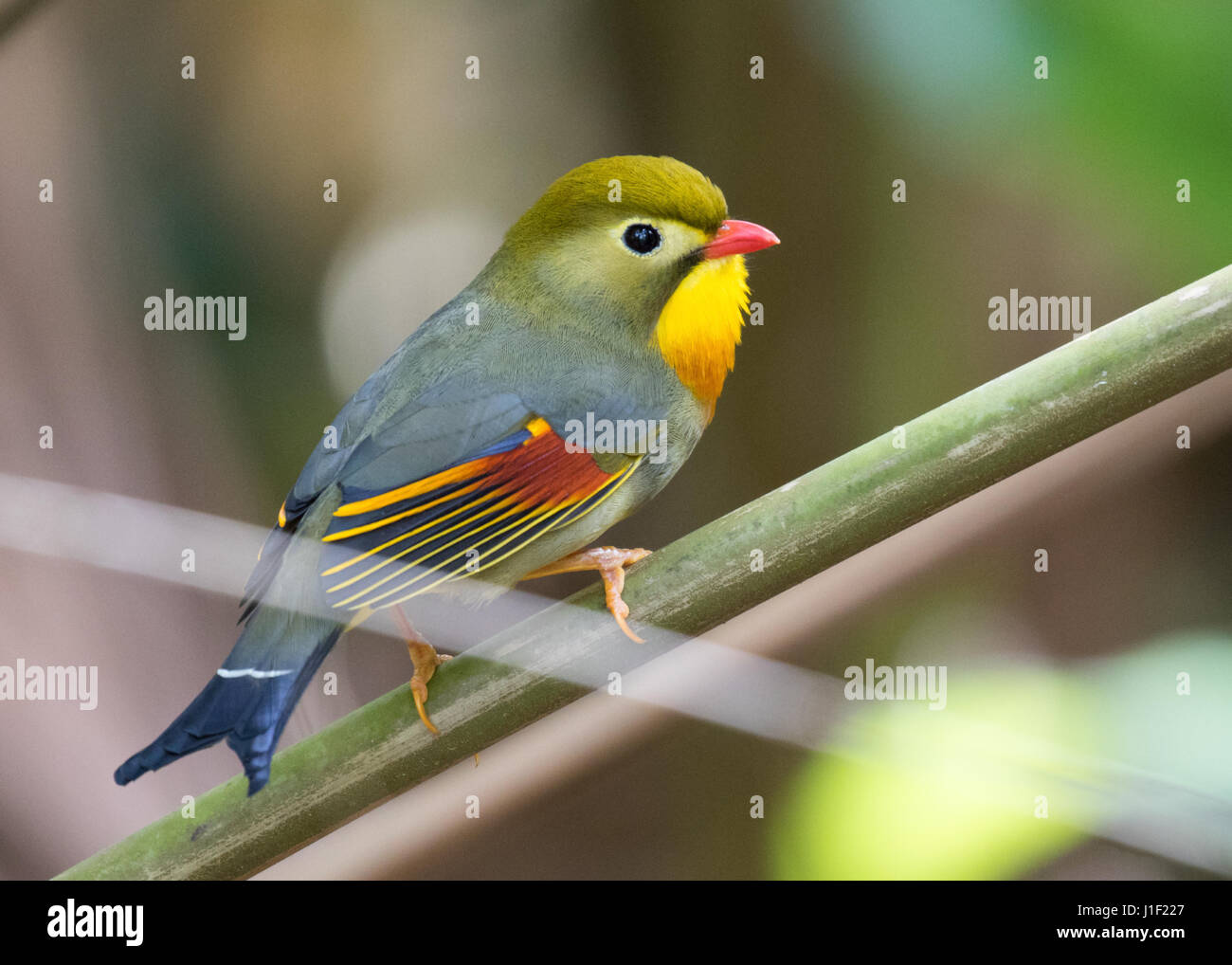 Rosso-fatturati Leiothrix Foto Stock