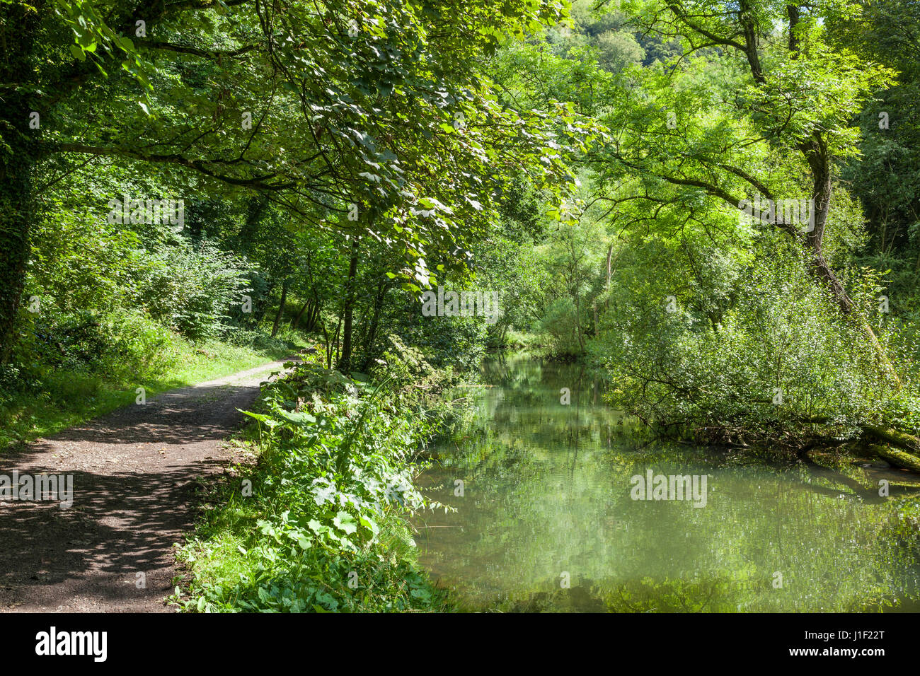 Un sentiero attraverso boschi sulle rive del fiume Wye in Miller Dale, Derbyshire, Peak District, England, Regno Unito Foto Stock
