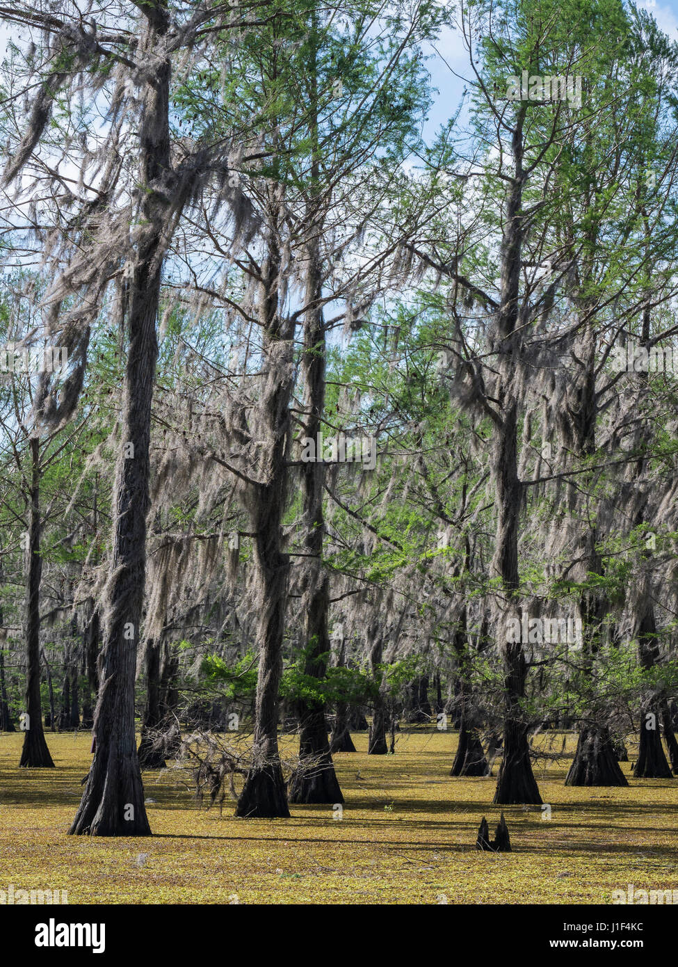 Cipresso calvo (Taxodium distichum) nel lago riempito con il gigante salvinia (Salvinia molesta), il lago Bistineau parco statale, Doyline, Louisiana. Foto Stock