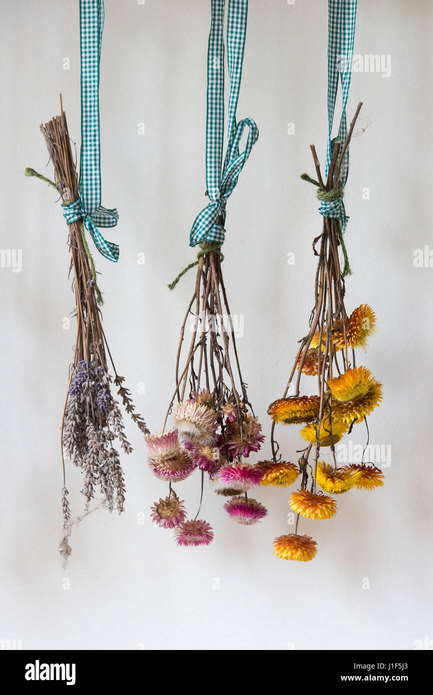 Appendere fiori secchi contro un muro bianco Foto Stock