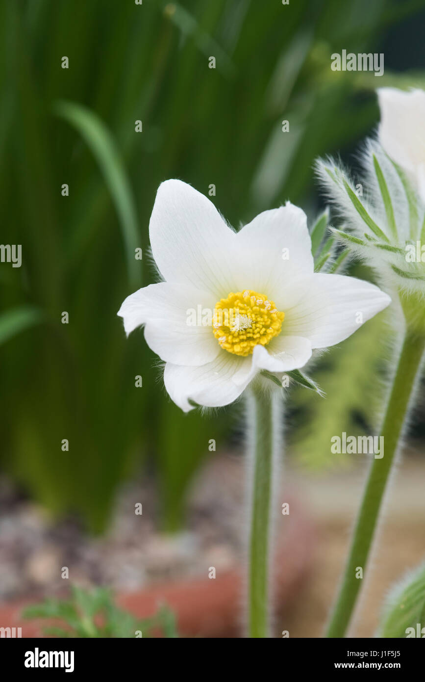 Pulsatilla Vulgaris Alba. Pasqueflower bianco Foto Stock