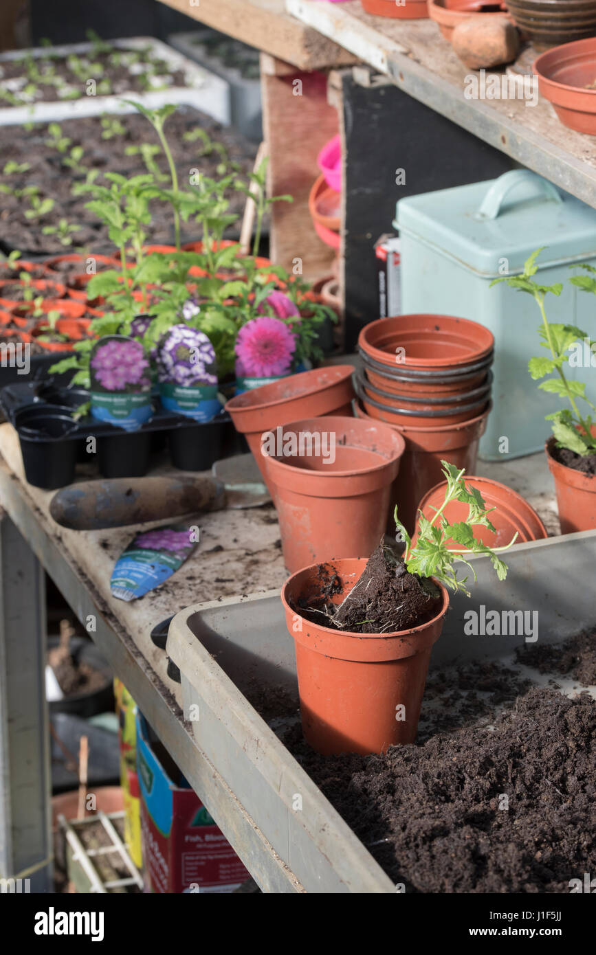 Potting fino comprato Verbena piante in una serra. Regno Unito Foto Stock