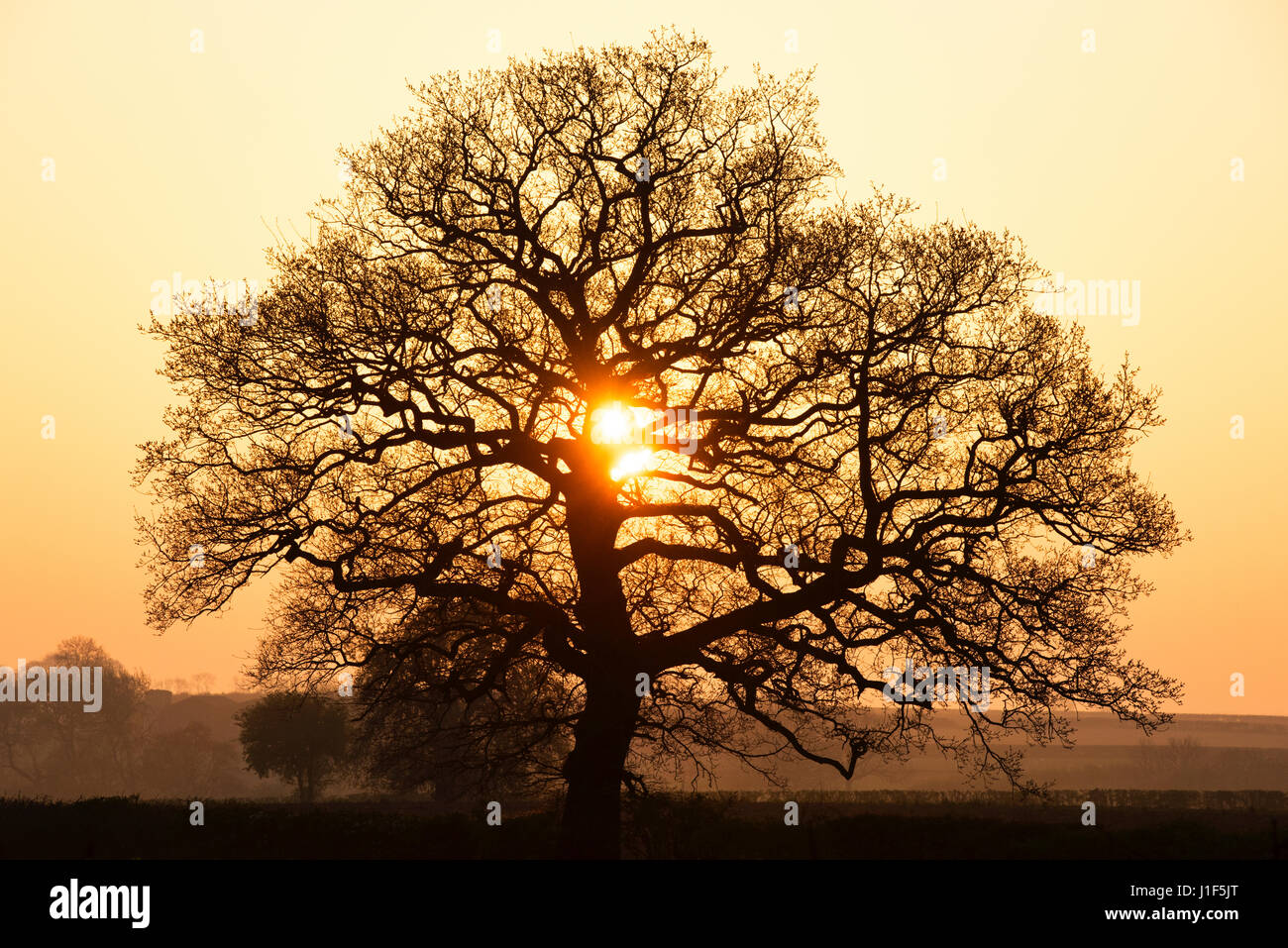 Quercus Robur Albero Di Quercia All Alba Nella Campagna Inglese Silhouette Oxfordshire Regno Unito Foto Stock Alamy