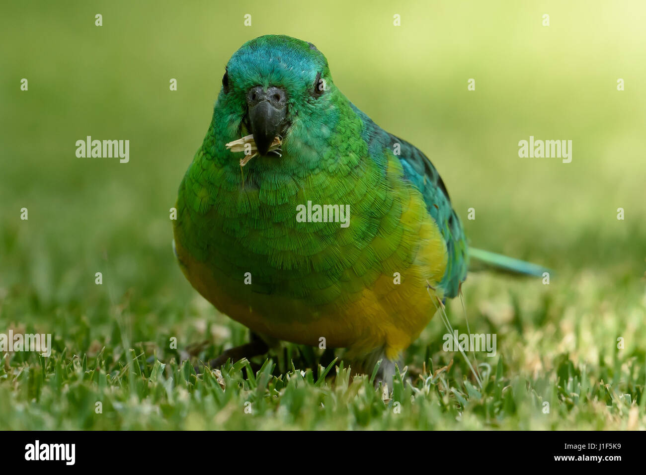 Red rumped parror Foto Stock