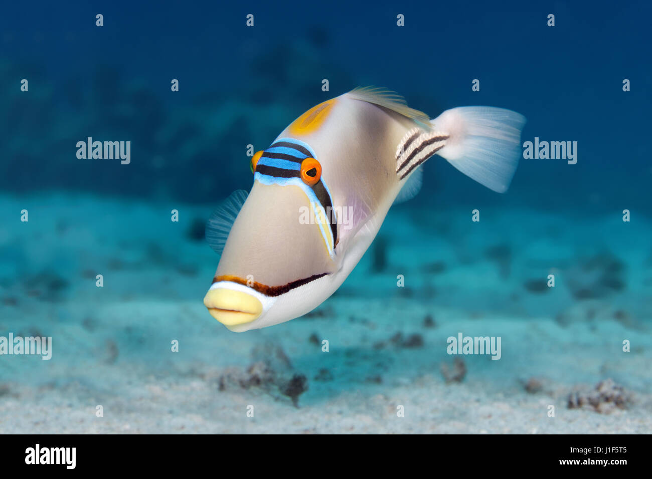 Arabian Picasso triggerfish (Rhinecanthus assasi), Mar Rosso, Egitto Foto Stock