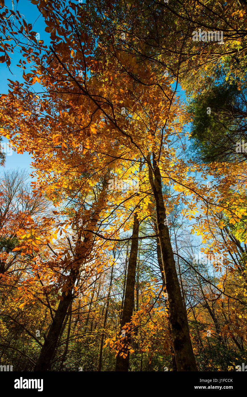 Smoky mountains North Carolina Foto Stock