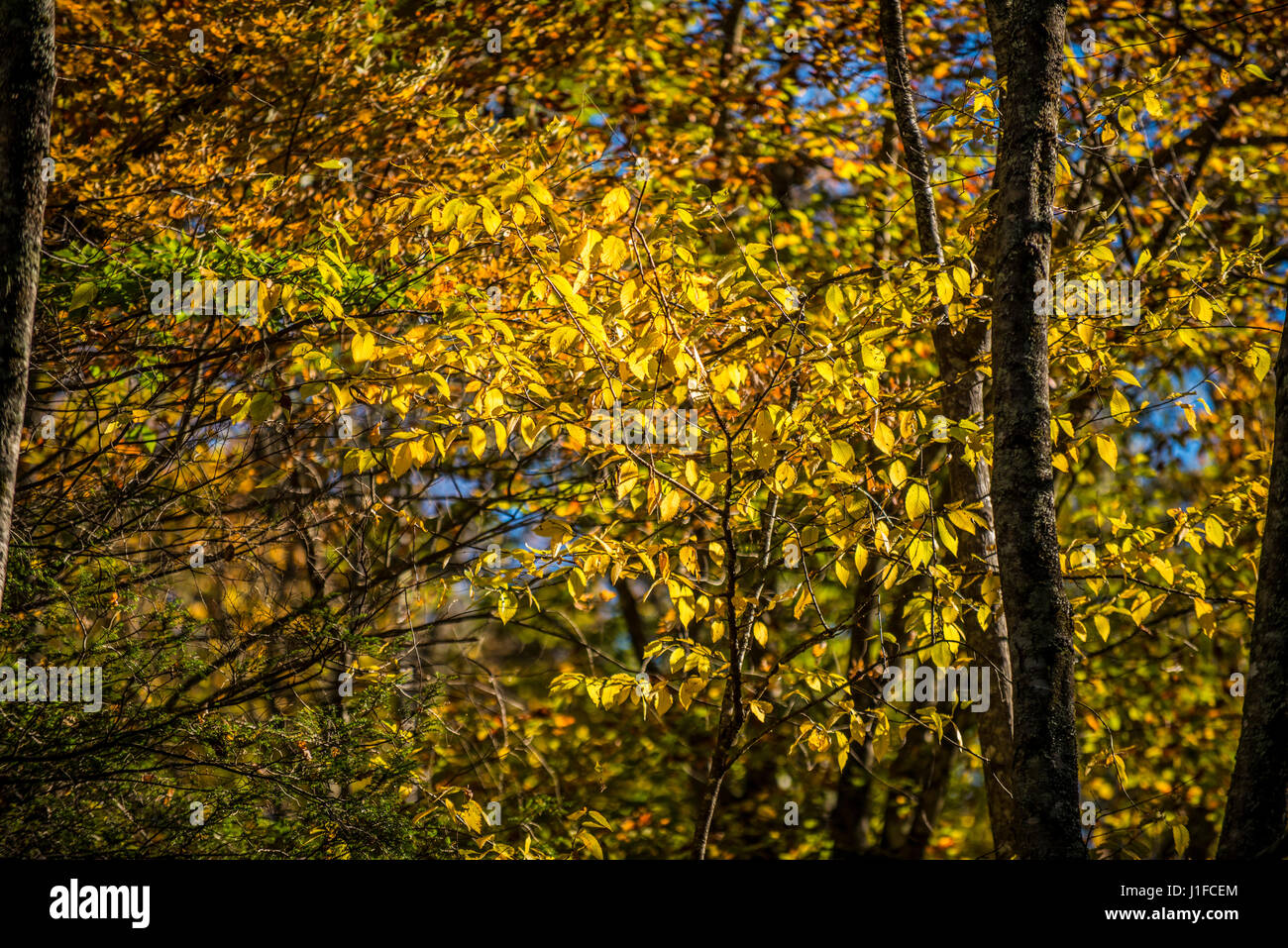 Smoky mountains North Carolina Foto Stock