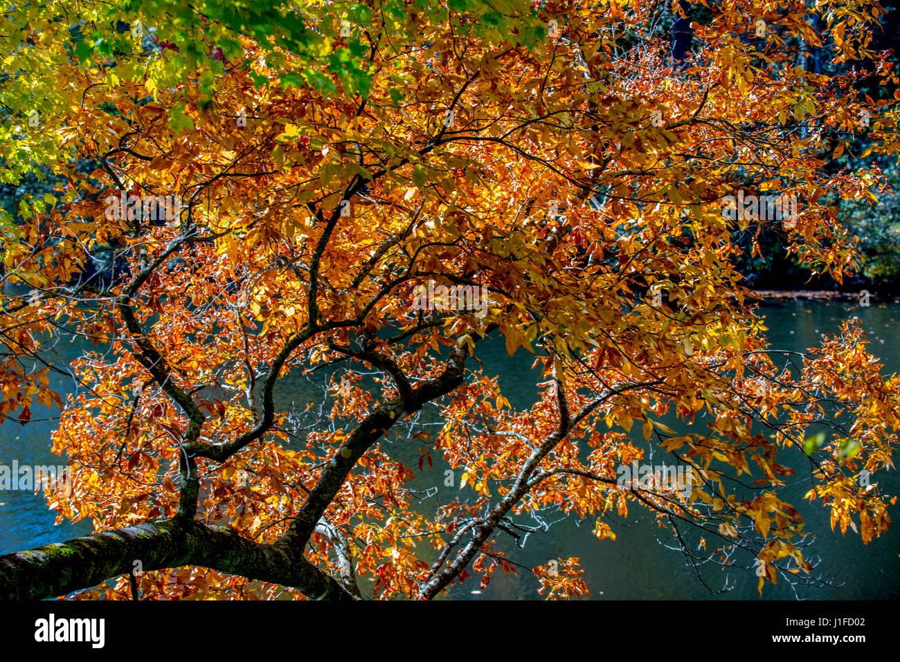 Smoky mountains North Carolina Foto Stock