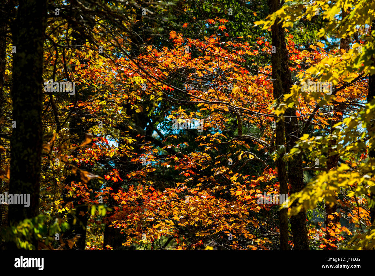 Smoky mountains North Carolina Foto Stock