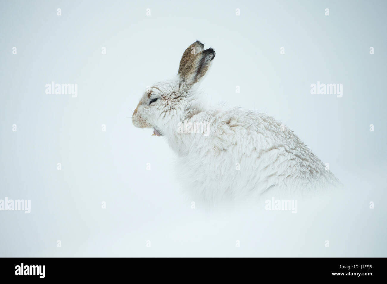 Montagna, lepre Lepus timidus, adulti sbadigli nella neve profonda, Scotland, Regno Unito Foto Stock
