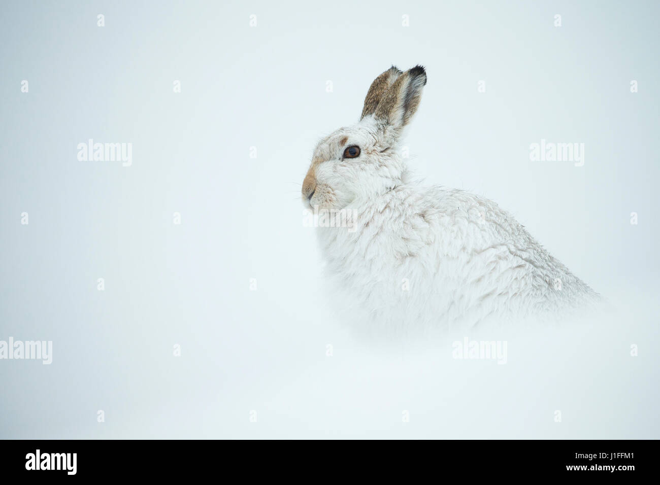 Montagna, lepre Lepus timidus, adulto seduto nella neve profonda, inverno, Scotland, Regno Unito Foto Stock