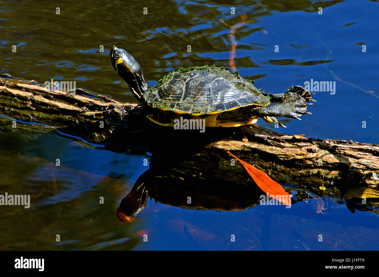 Ventre giallo slider turtle sembra essere la pratica dello yoga come suns su un log in Carolina del Sud zona umida. Foto Stock