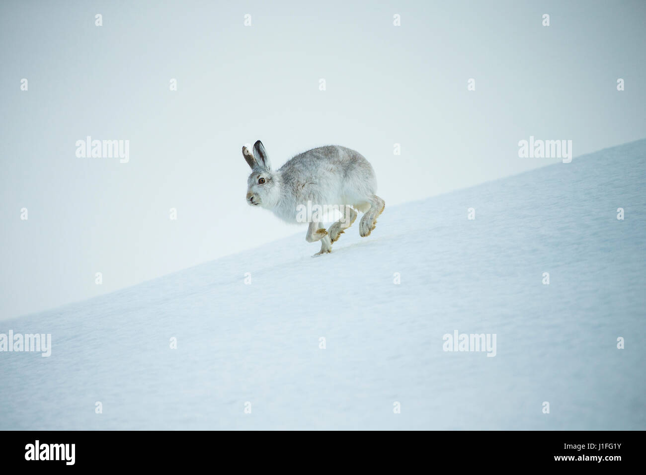 Montagna, lepre Lepus timidus, adulti in esecuzione attraverso la neve, in inverno, Scotland, Regno Unito Foto Stock
