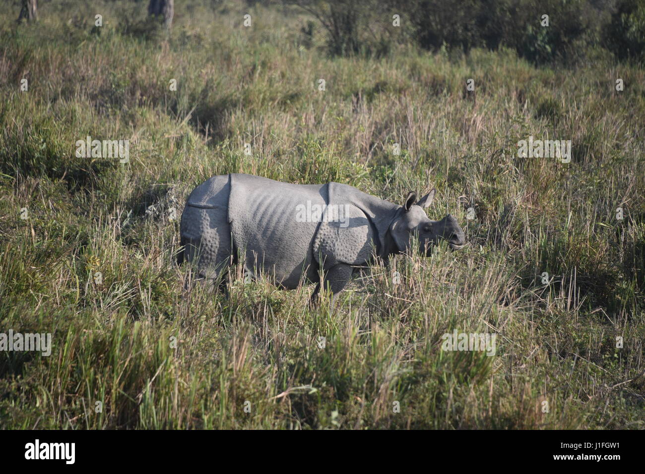 Tre cornuto Rhino in nazionale di Kaziranga parl, India. Il parco nazionale di Kaziranga detiene hieghest numero di tre a corno di rinoceronte nel mondo Foto Stock