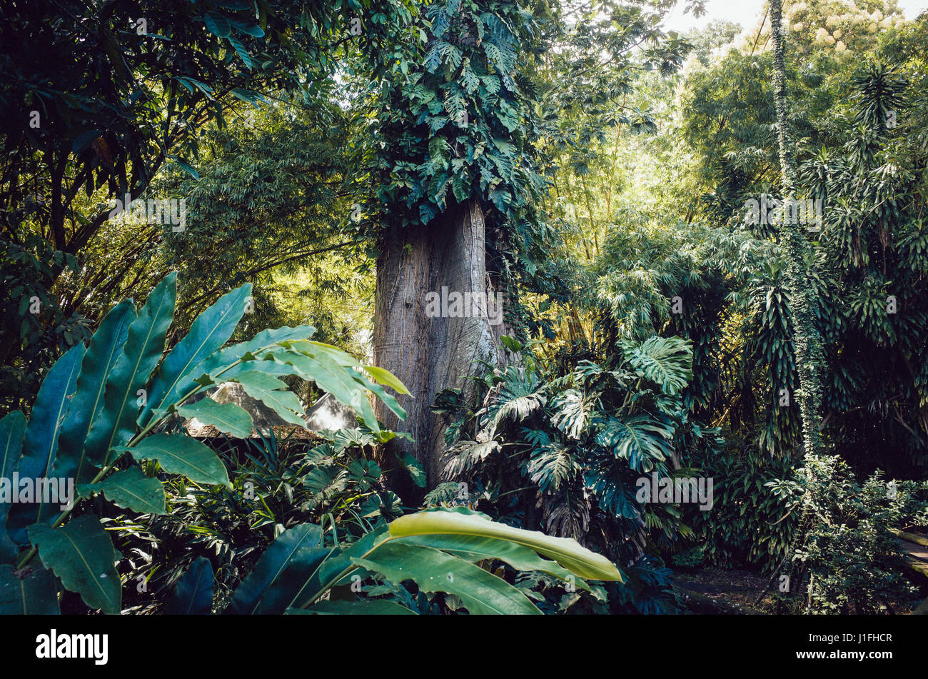 Grande albero nella foresta pluviale tropicale in Belém, Pará, Brasile Foto Stock