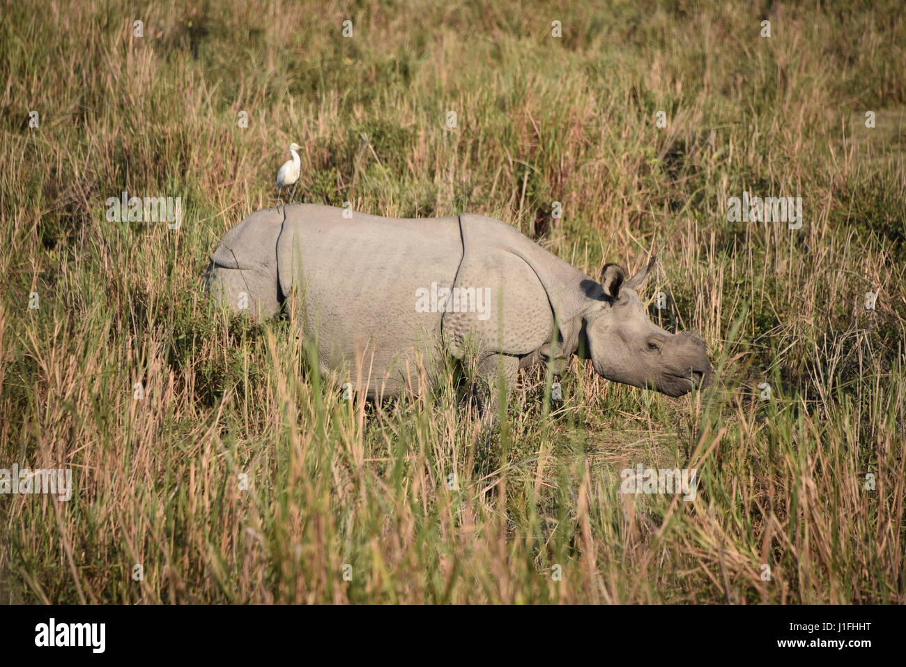 Tre cornuto Rhino in nazionale di Kaziranga parl, India. Il parco nazionale di Kaziranga detiene hieghest numero di tre a corno di rinoceronte nel mondo Foto Stock