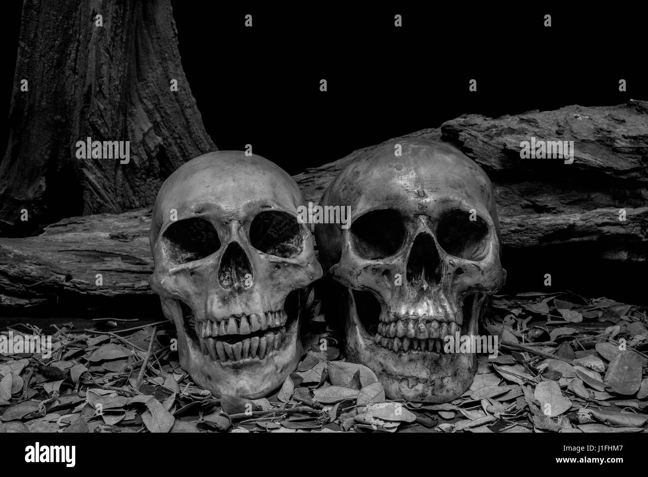 Still Life fotografia con teschi umani e di legname, sfondo buio horror concetto di halloween Foto Stock