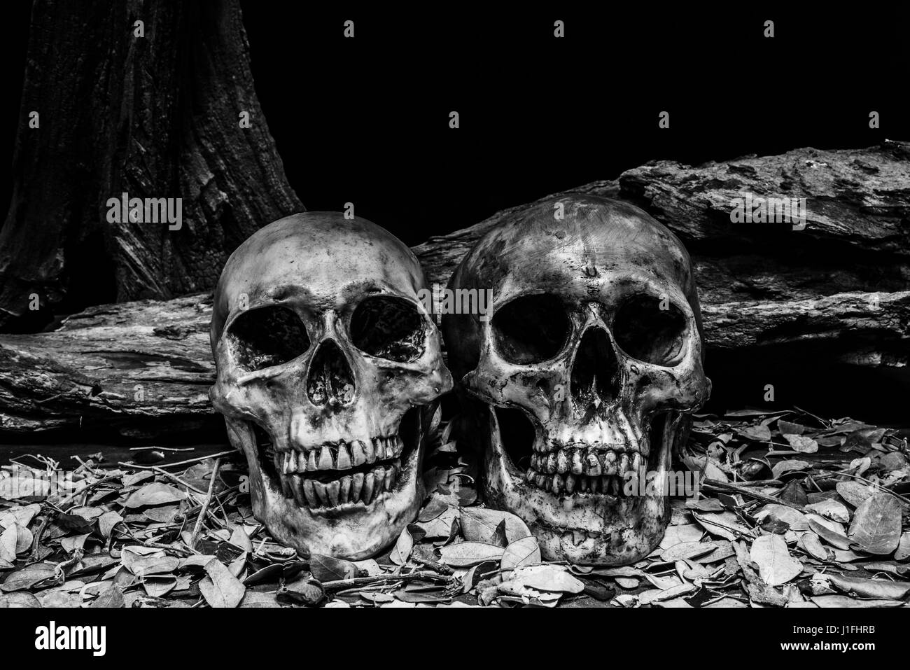 Still Life fotografia con teschio umano e di legname, sfondo buio horror concetto di halloween Foto Stock