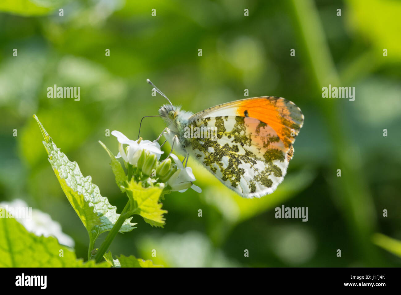 Close-up di maschio arancione-punta butterfly (Anthocharis cardamines) nectaring all'aglio senape, REGNO UNITO Foto Stock