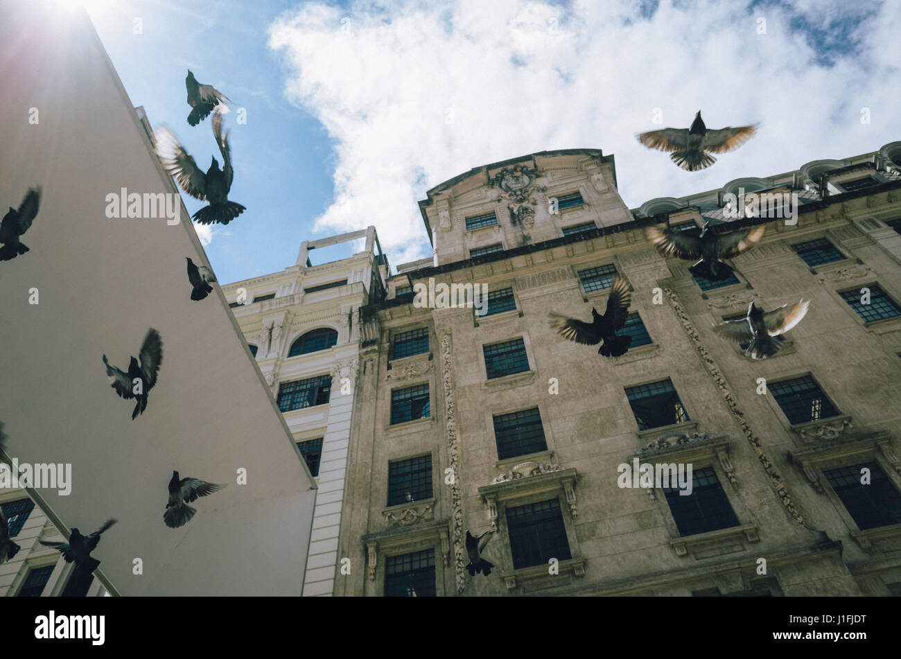 Piccioni volare nel cielo nella città di Sao Paulo, Brasile Foto Stock