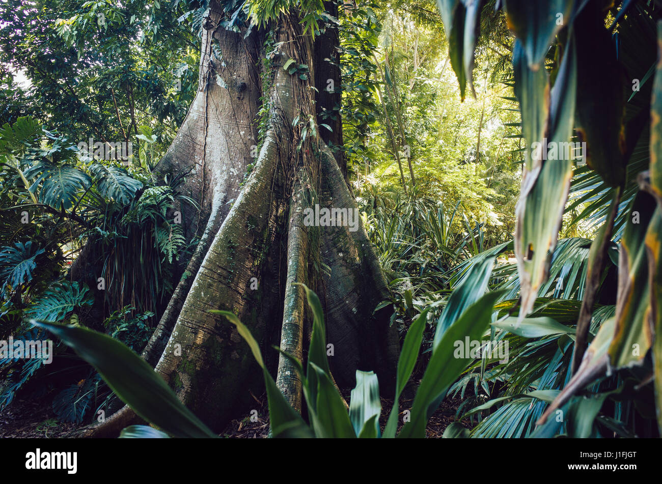 Albero Gigante nella foresta pluviale tropicale vicino a Belém, Pará, Brasile Foto Stock