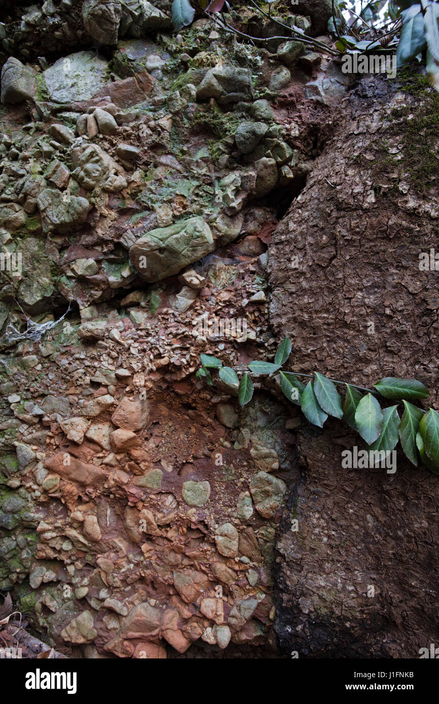 Leesburg limstone conglomerato, roccia sedimentaria, Frederick County, Maryland, in situ Foto Stock