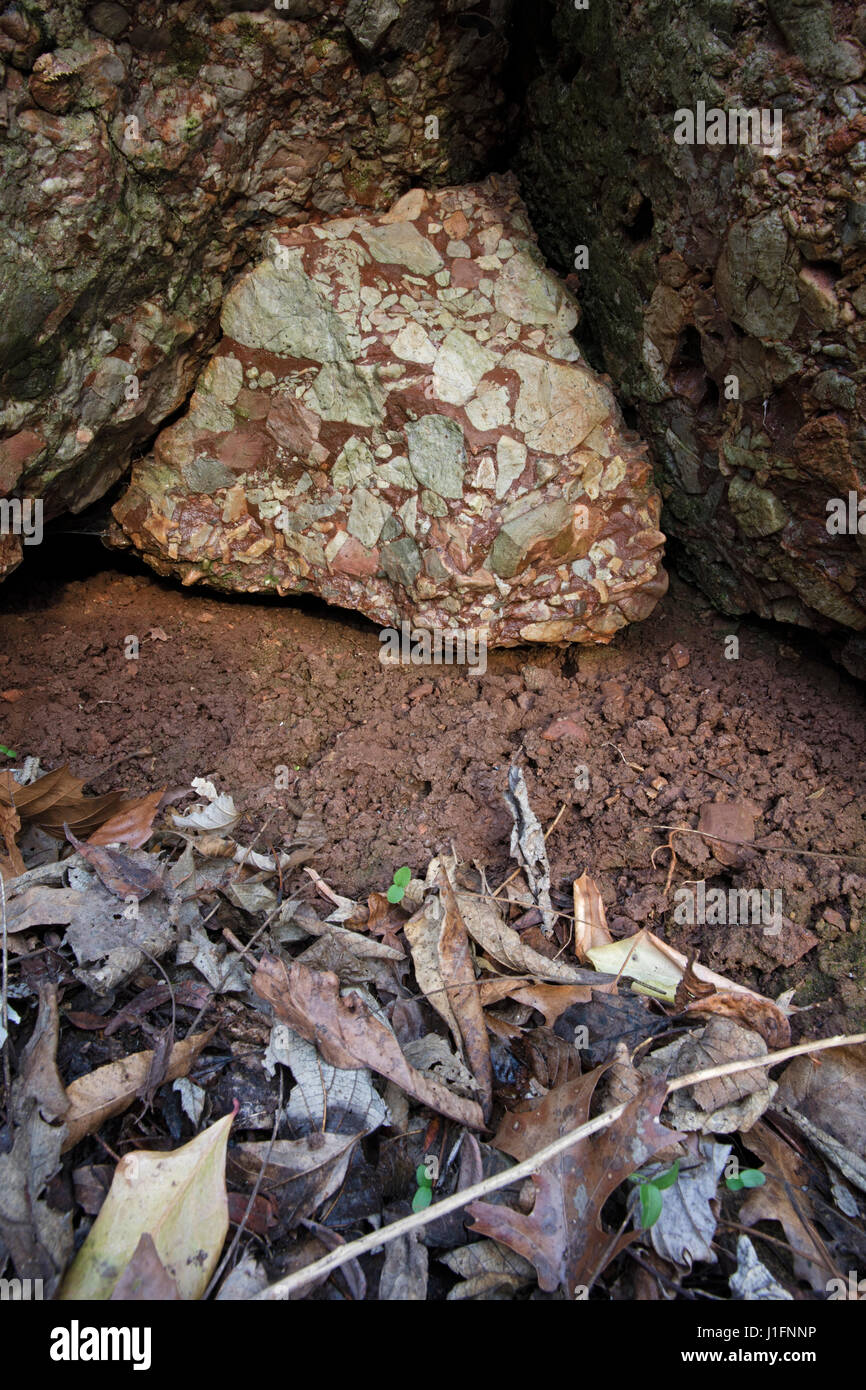 Leesburg limstone conglomerato, roccia sedimentaria, Frederick County, Maryland, in situ Foto Stock