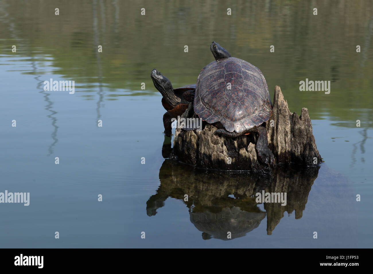 Northern red-cooter panciuto. Pseudemys rubriventris, Basking. Maryland Foto Stock