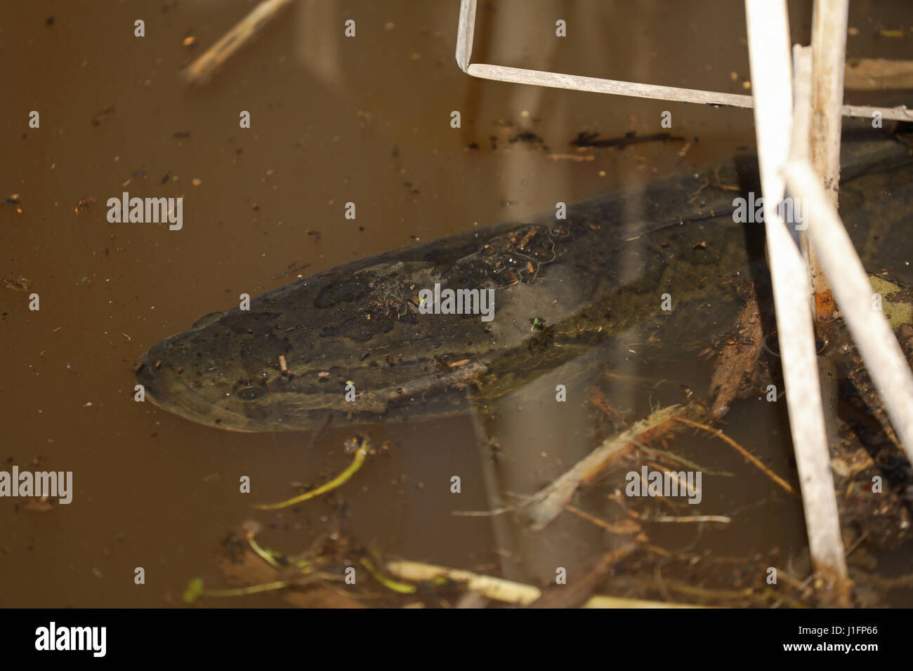 Il snakehead settentrionale (Channa argus), Virginia, è una specie di pesci snakehead nativo di Asia,introdotto per noi Foto Stock
