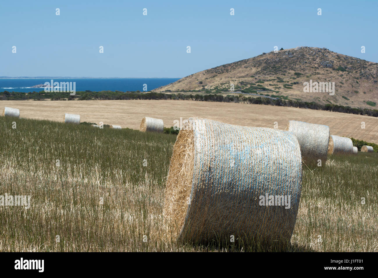 Settore della grande rotonda di balle di fieno in un campo situato a Kings Beach, Victor Harbor, Fleurieu Peninsula, Sud Australia. Il Bluff in distanza. Foto Stock