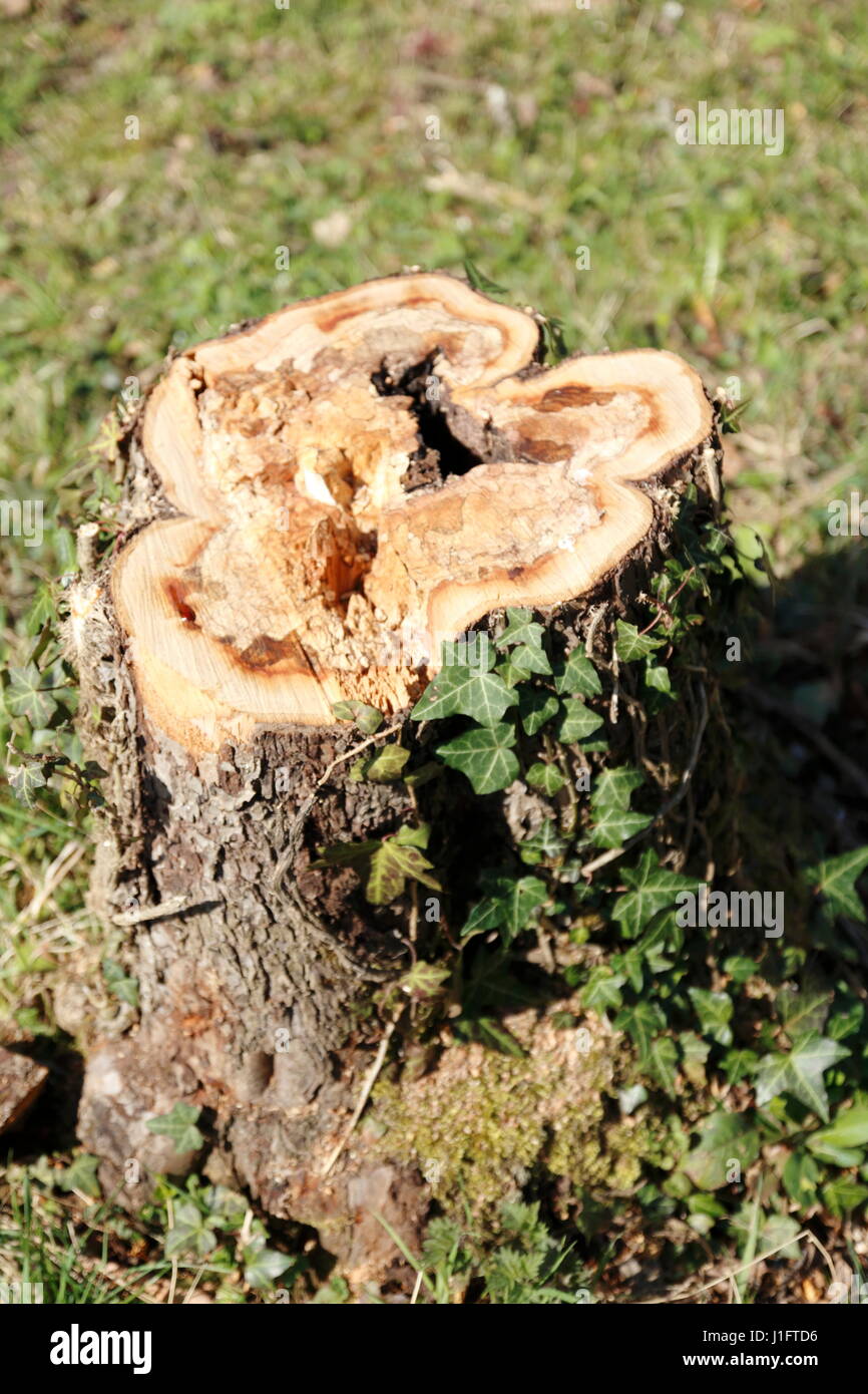 Baumstumpf, abgesägter Stamm von einem Apfelbaum mit Efeu bewachsen Foto Stock