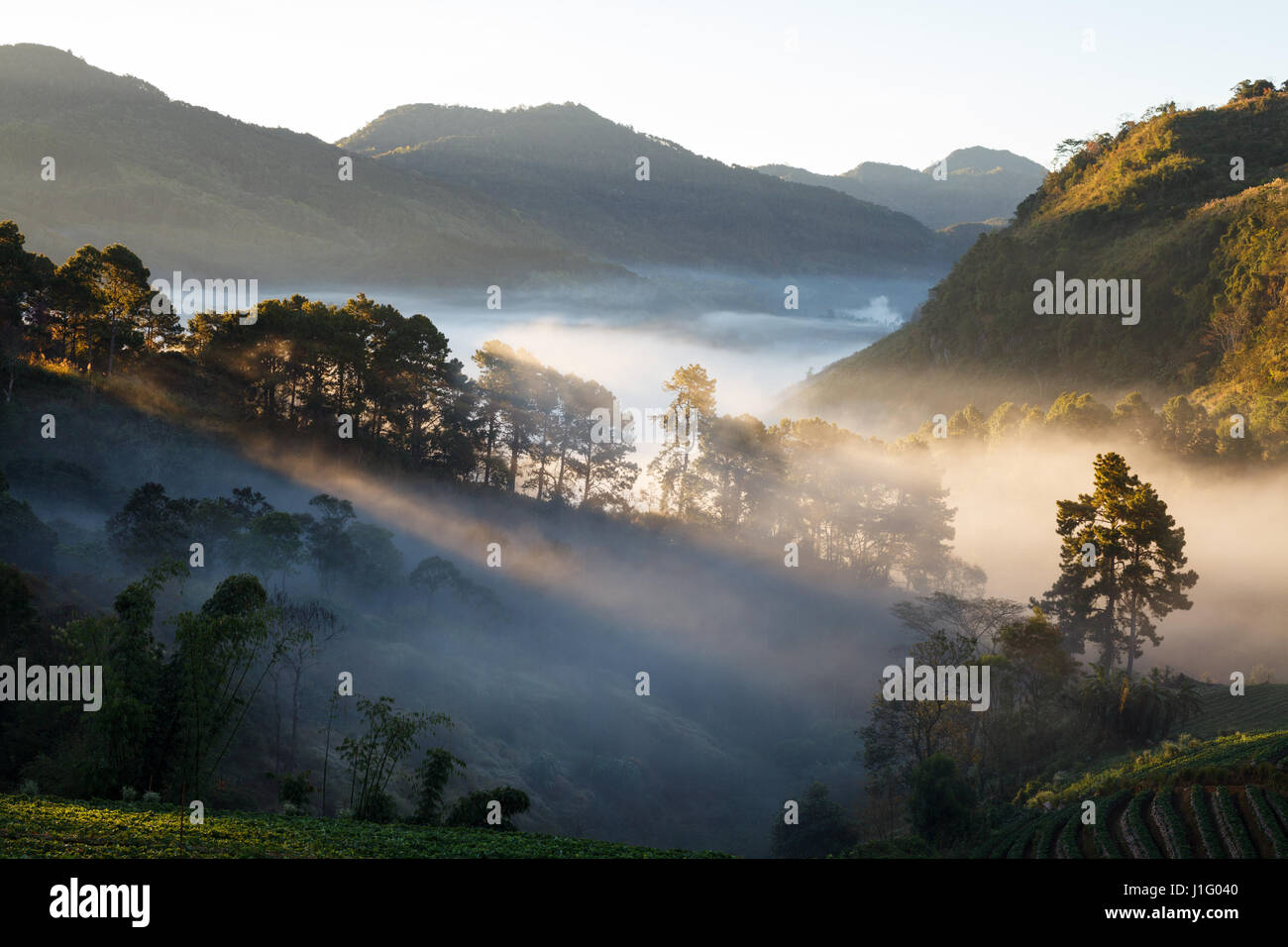 Foschia mattutina sunrise nel giardino di Fragola in Doi Angkhang montagna, chiangmai thailandia Foto Stock