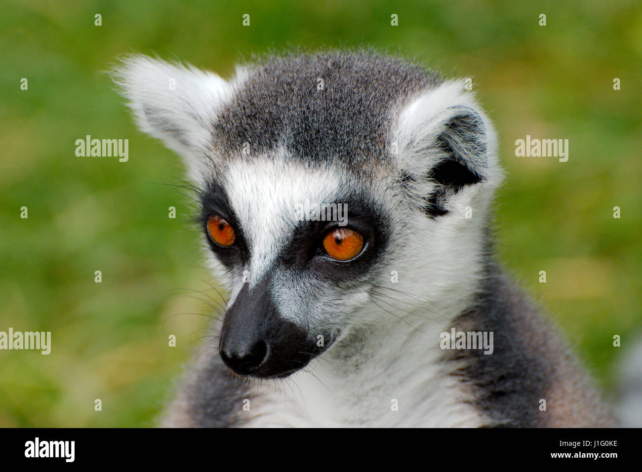 Anello lemure codato Foto Stock