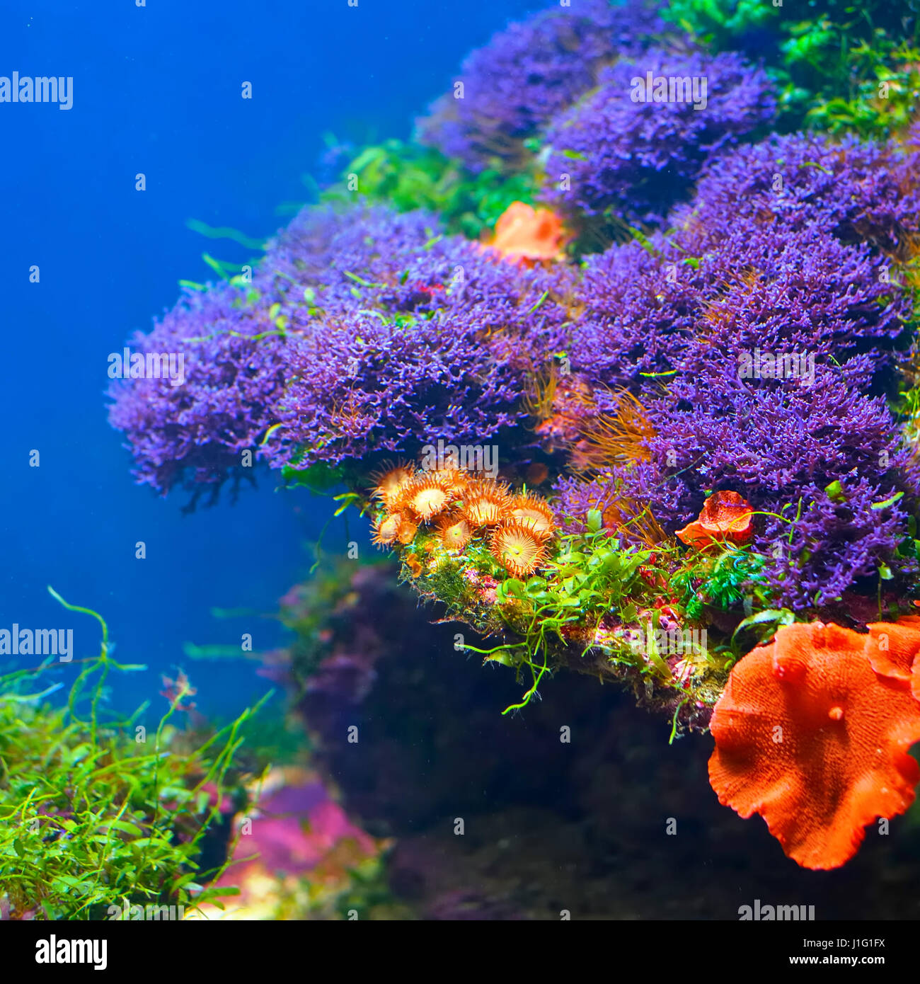 Colorata flora subacquea Foto Stock