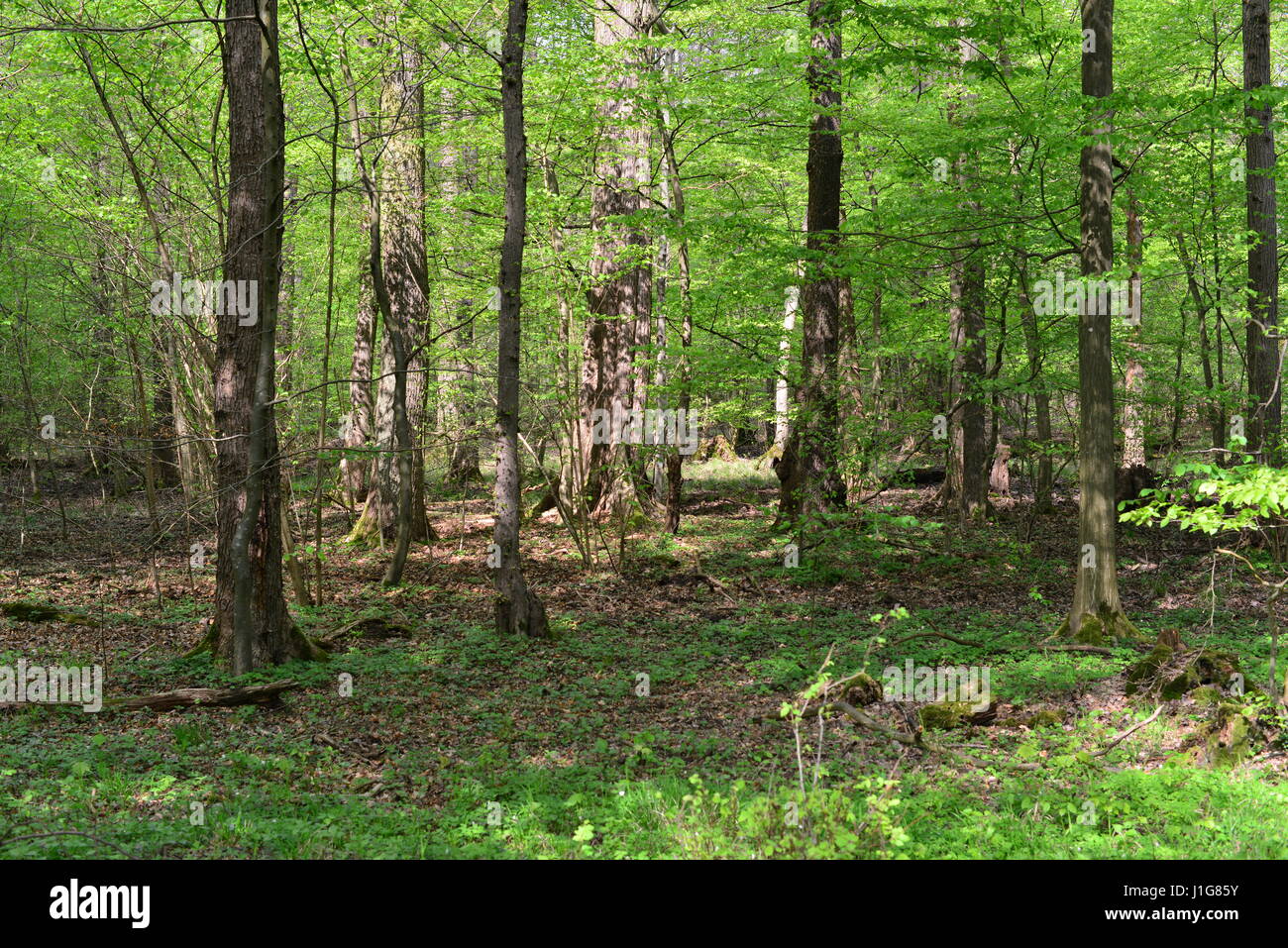 Foresta in Germania Foto Stock