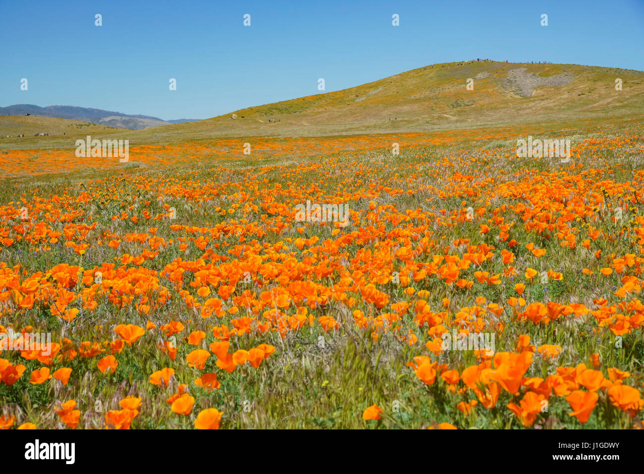 Fiori Selvatici (papavero) a Antelope Valley, California Foto Stock