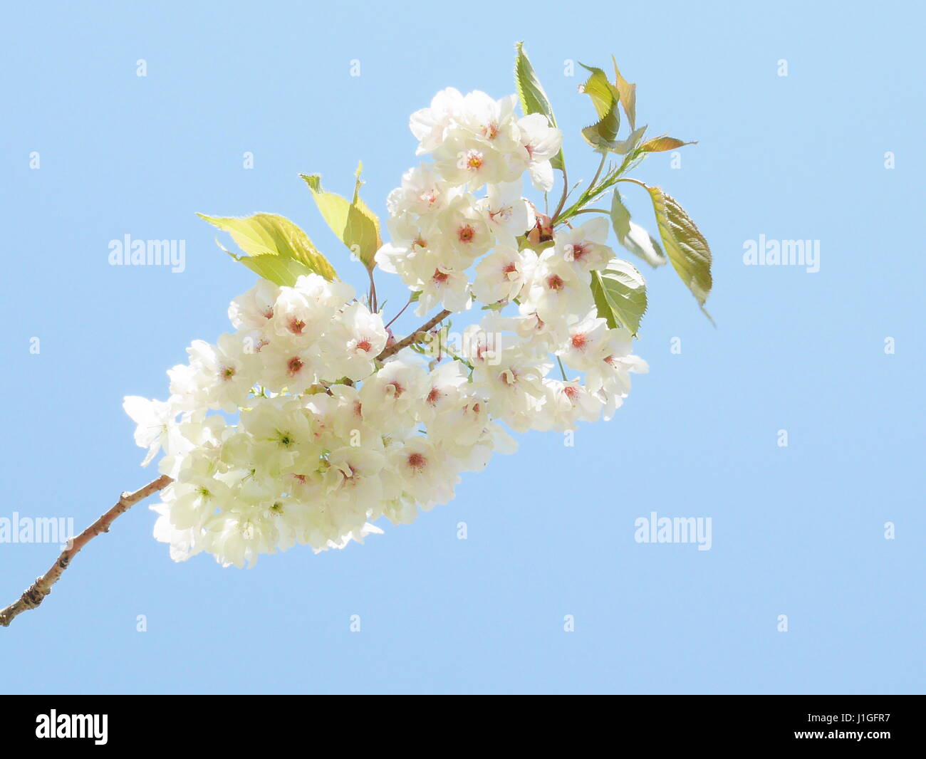 Bianco Ciliegio Blossom Foto Stock