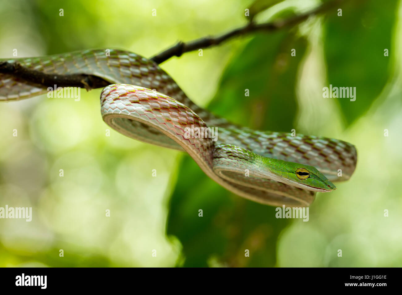 Oriental Whipsnake, Asian Vine Green Snake (Ahaetulla prasina) Tangkoko Riserva naturale nel Nord Sulawesi, Indonesia fauna selvatica Foto Stock