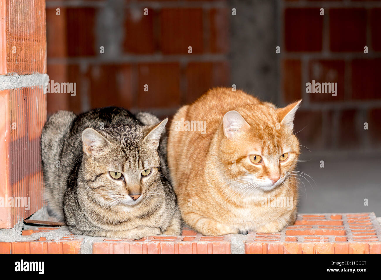 Due maschi gatti striato grigio e arancione seduto su rosso e parete di mattoni e guardando avanti Foto Stock