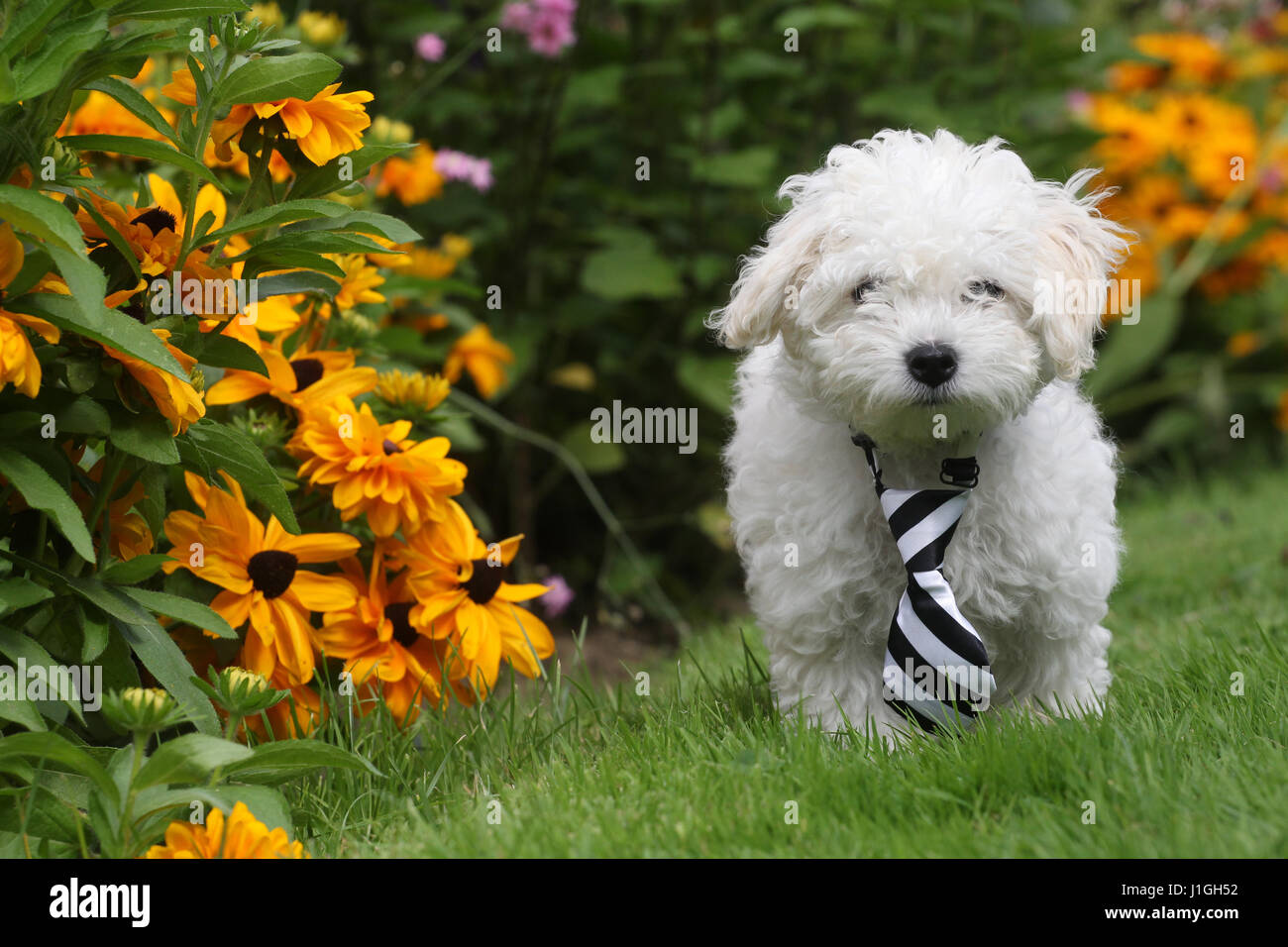 Un cucciolo di bolognese svolge. Una razza rara cane dall'Italia. Foto Stock