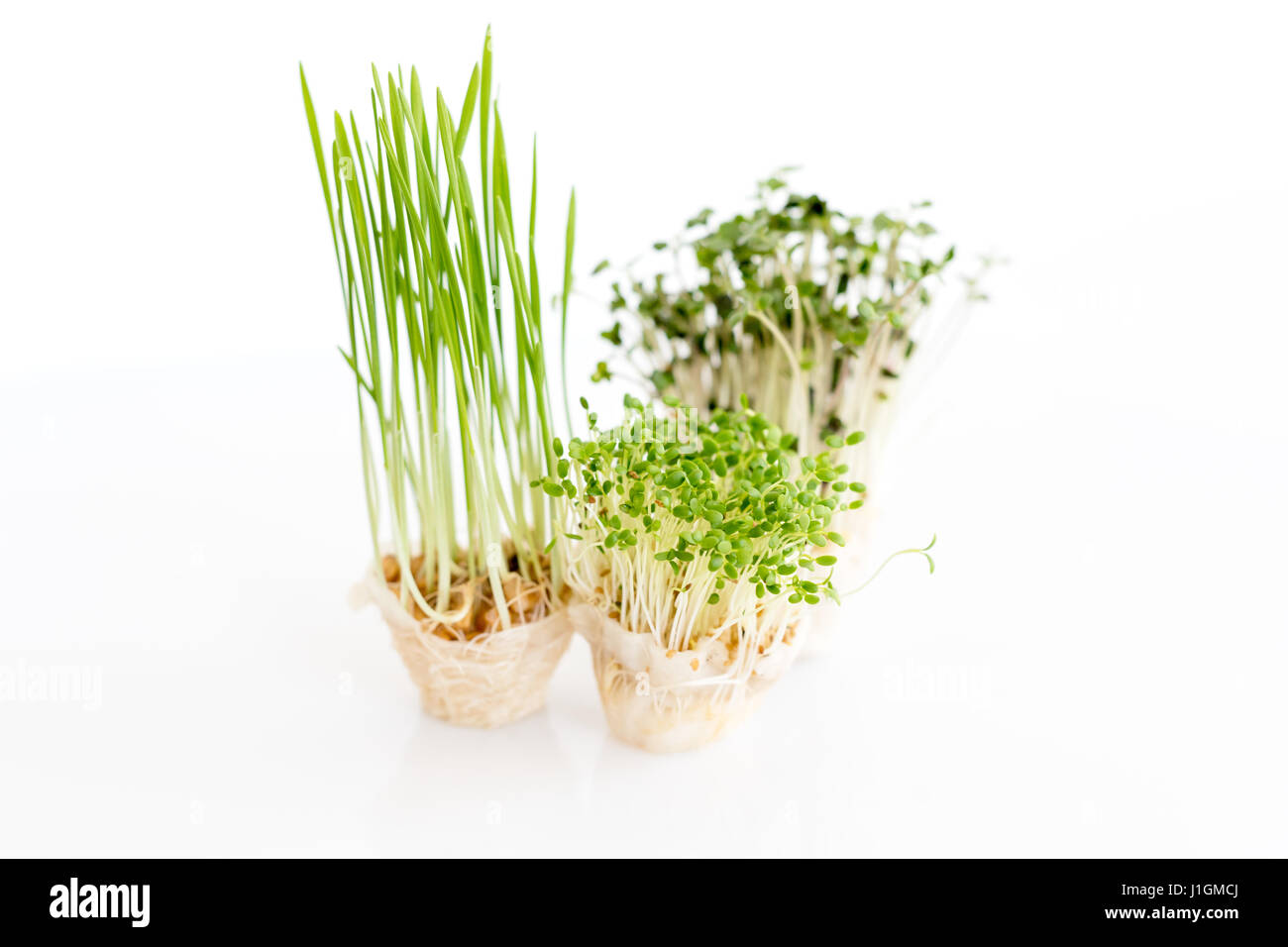 Crescente microgreens su sfondo bianco. Mangiare sano concetto di fresco giardino produce biologicamente cresciuto come un simbolo di salute. Foto Stock