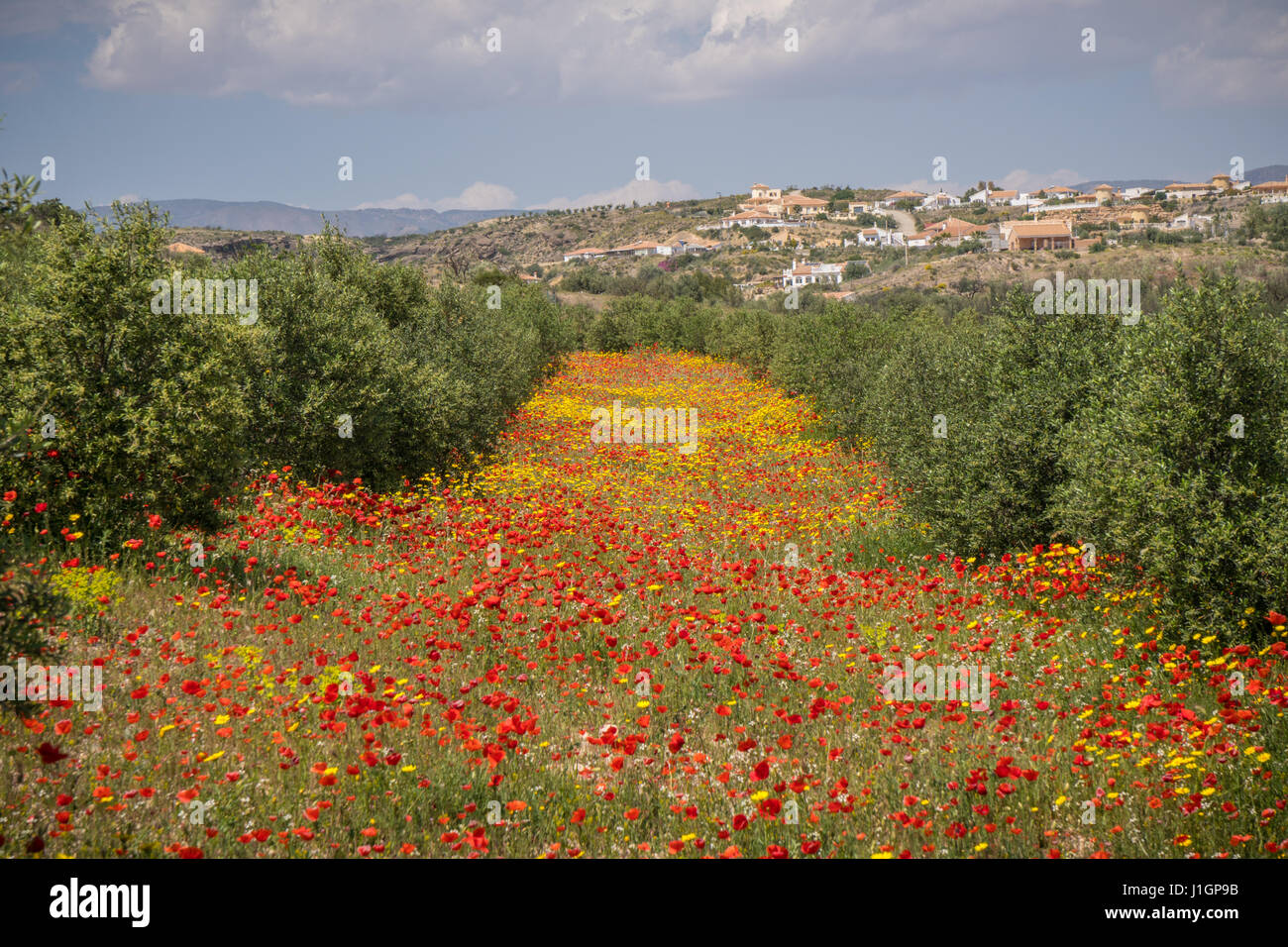 Vista attraverso gli uliveti per la città spagnola di Partaloa, Andalusia Foto Stock