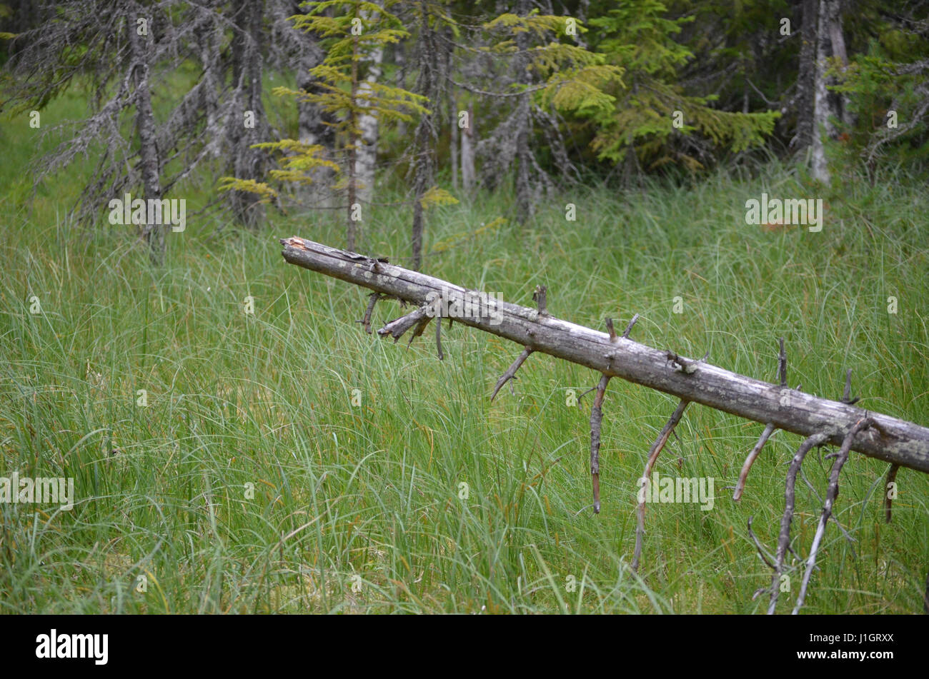 Abete rosso secco con ramoscelli nel verde della foresta circostante Foto Stock