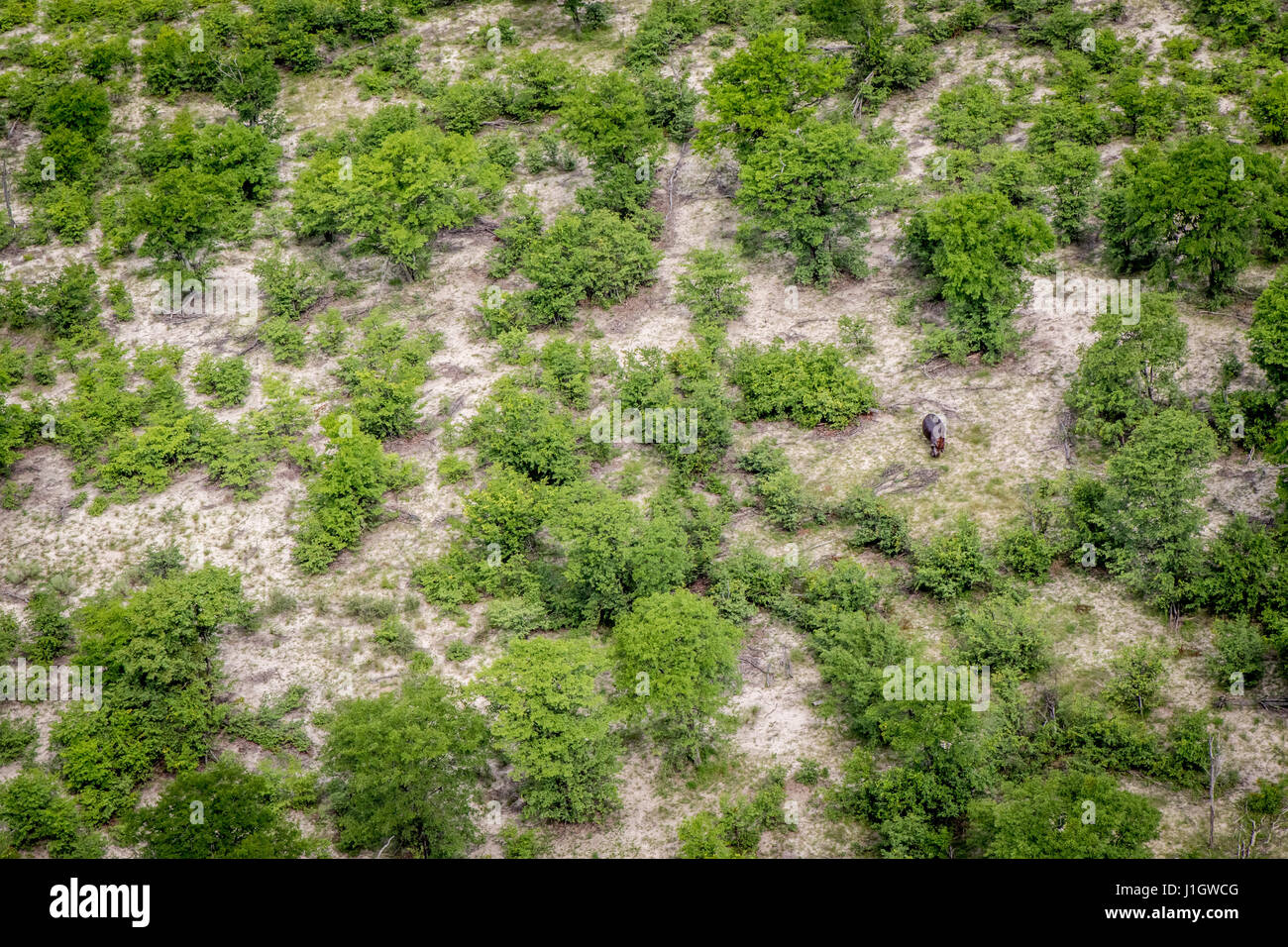 Vista aerea di un ippopotamo in Okavango Delta, il Botswana. Foto Stock