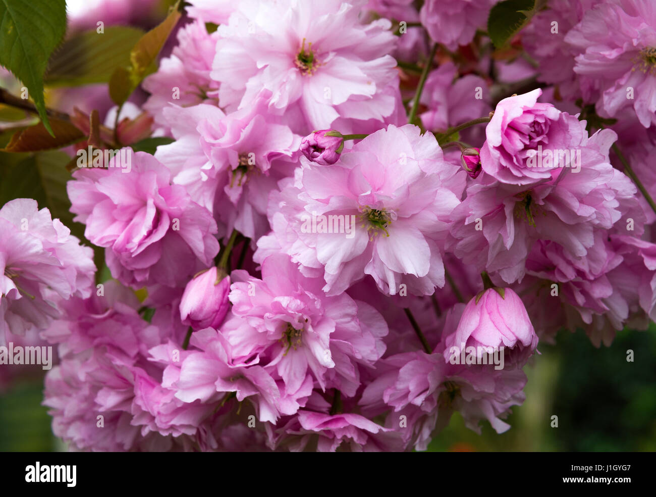 Bella doppia di fiori di ciliegio fiori rosa la perfezione in una fioritura di ciliegio in un giardino a Alsager Cheshire England Regno Unito Regno Unito Foto Stock