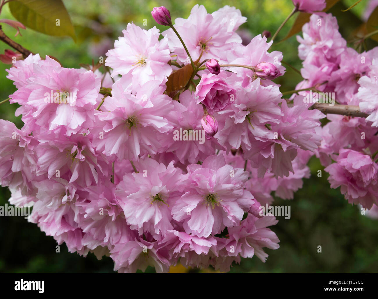 Bella doppia di fiori di ciliegio fiori rosa la perfezione in una fioritura di ciliegio in un giardino a Alsager Cheshire England Regno Unito Regno Unito Foto Stock