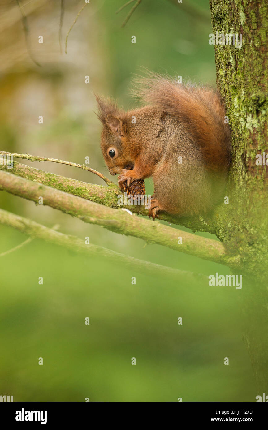 Scoiattolo rosso adulto alimentazione su Sitka Spruce pigna. Molla, North Yorkshire, Regno Unito Foto Stock