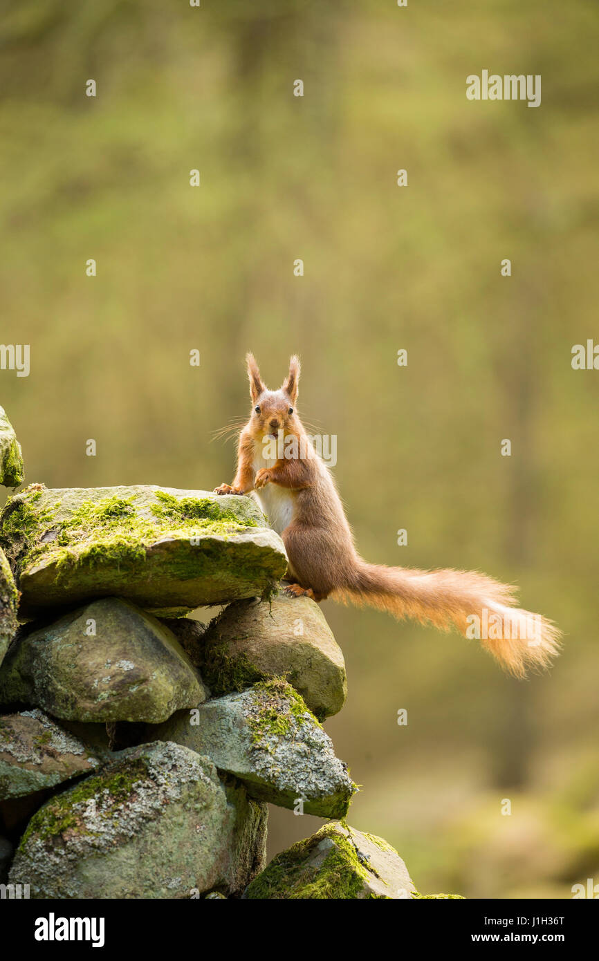 Scoiattolo rosso adulto a secco sul muro di pietra nella foresta impostazione, molla, North Yorkshire, Regno Unito Foto Stock